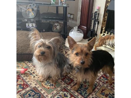 Μικρά κουτάβια Yorkie για 200 €